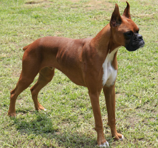 Rocco at eleven months old