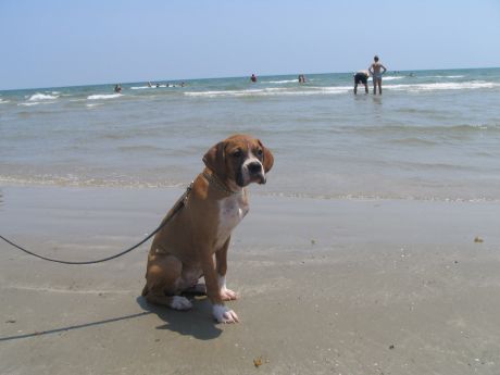 Rocco at the beach