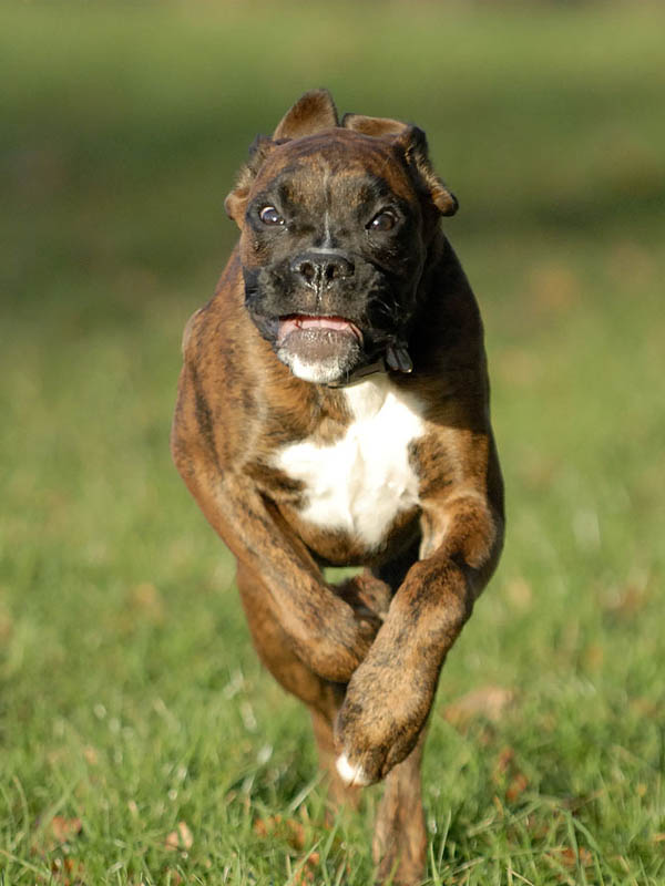 Rocco BANZAI !!!!