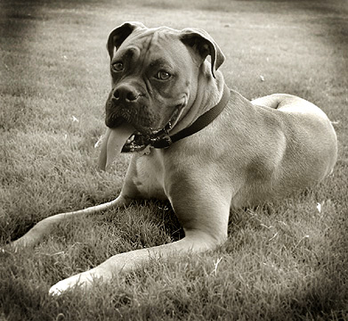 Rocco Boudreaux
