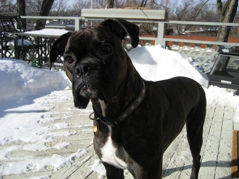 Rocco February 2007