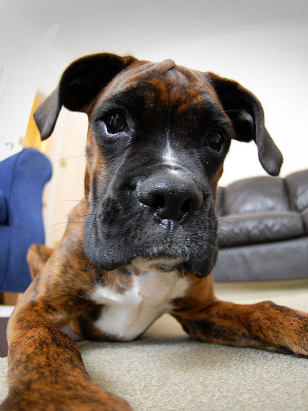 Rocco "fish eye" 4 months
