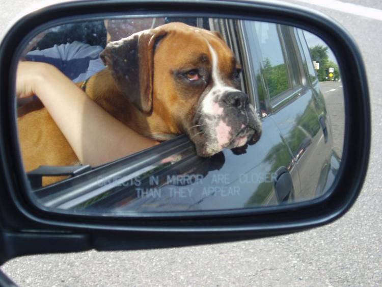 Rocco in the car