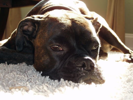 Rocco in the sun