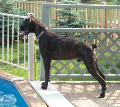 Rocco keeping guard at the pool !