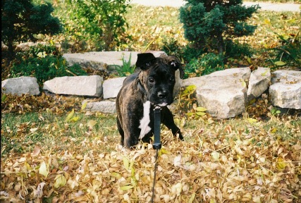 Rocco loves the leaves !