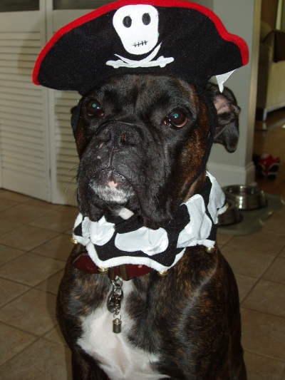 Rocco mad pirate