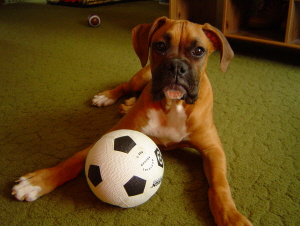 Rocco puppy