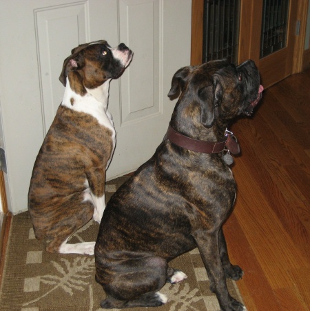 Rocco & Quinn