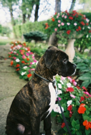 Rocco relaxing on the Impatient Path