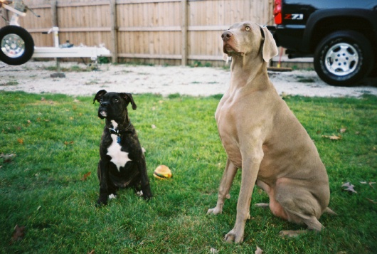 Rocco sitting nice waiting for his reward w/Maddie