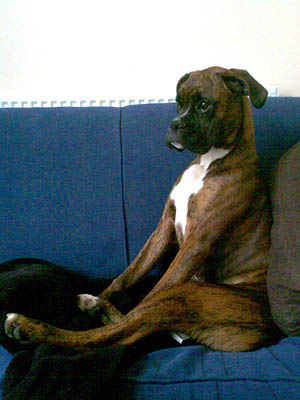 Rocco