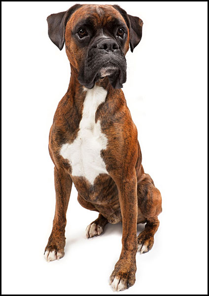 rocco5