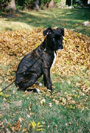 Rocco_leaves_2