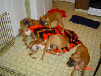 Rocco's arrival w/ his litter mates