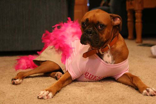 rock_dress_up