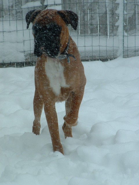 rock_in_the_snow