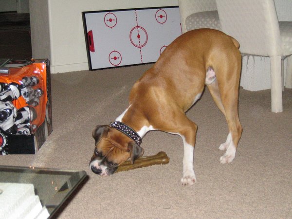 Rocket enjoying a bone from Santa.