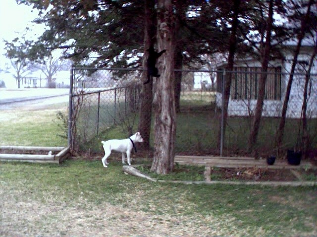 rockie and jinx