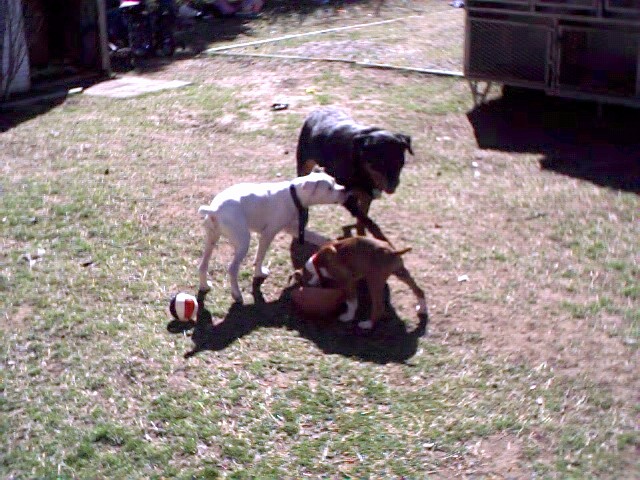 Rockie  ,Julie and Abby