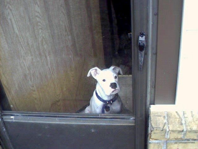rockie