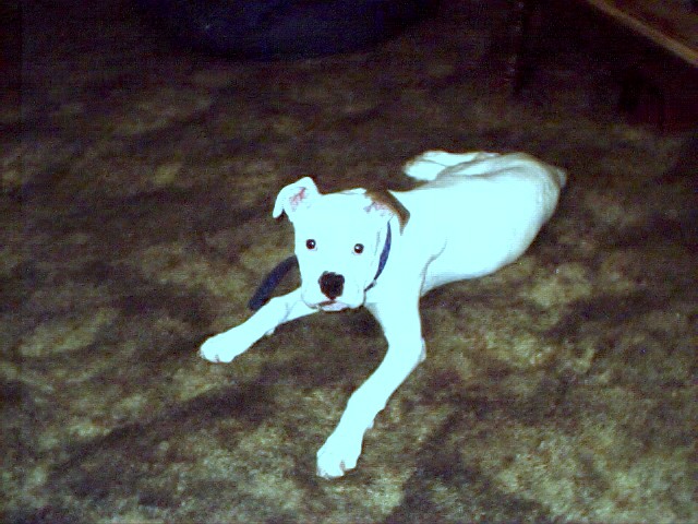 rockie