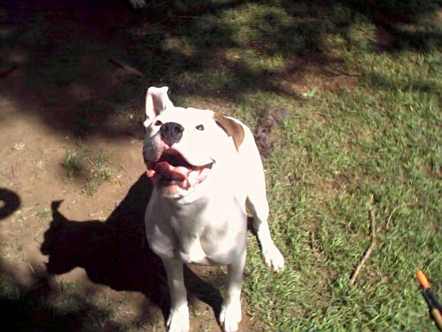 rockie