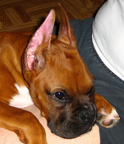 Rocko