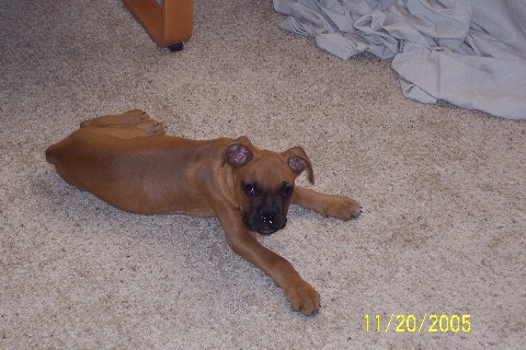 Rocky 11 weeks old