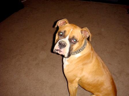 Rocky 12/30/08(1)