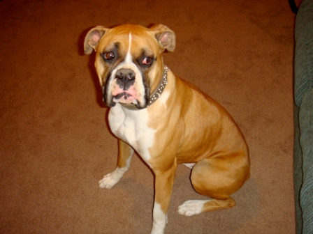 Rocky 12/30/08(2)
