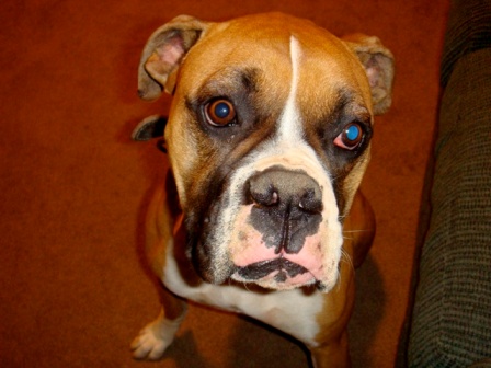 Rocky 12/30/08(3)
