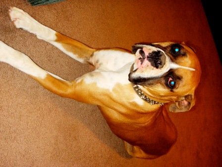 Rocky 12/30/08(4)