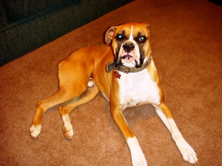 Rocky 12/30/08(5)