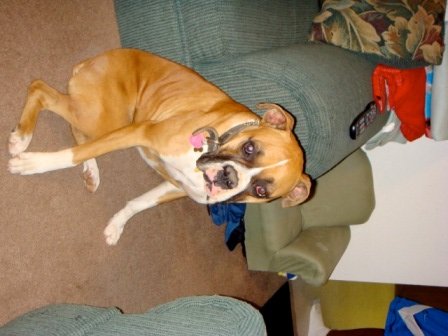 Rocky 12/30/08(6)