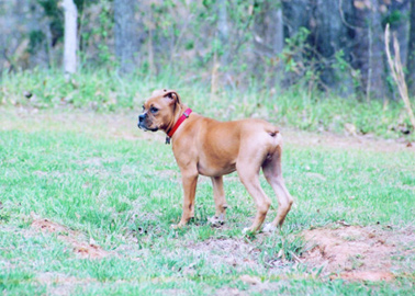 Rocky @ 15 weeks