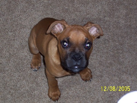 Rocky - 3 1/2 months