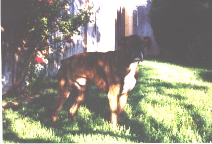 Rocky-3