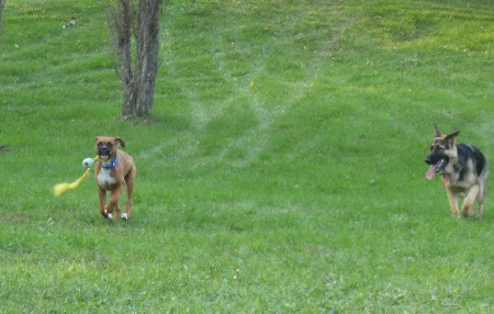 Rocky 4 months old