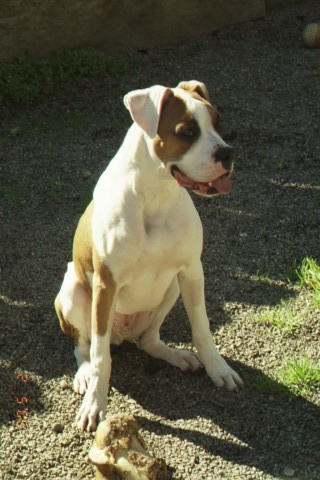 Rocky 7 months