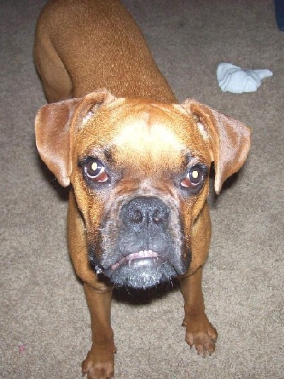 Rocky - 8 months old