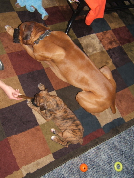 Rocky (8 wks) and Mac (4 years)