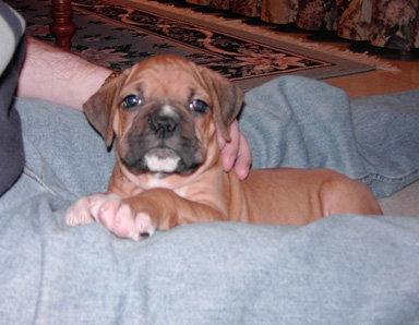Rocky @ 8 wks