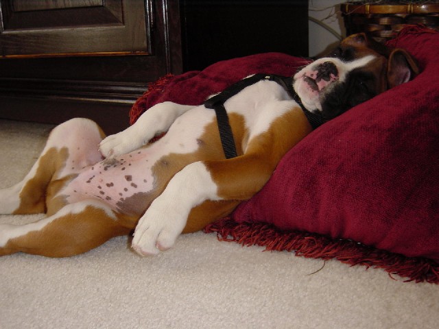 Rocky After the Dog Park