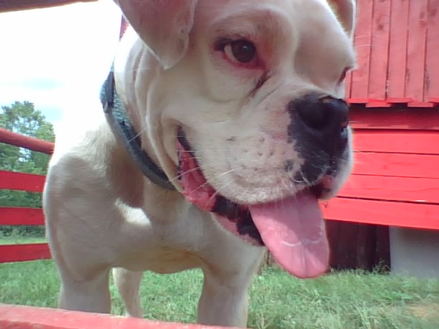 Rocky aka Rockster the Boxer