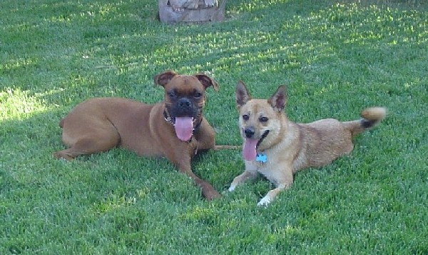 Rocky and best bud Chaise