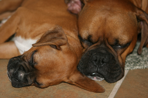Rocky and Deuce
