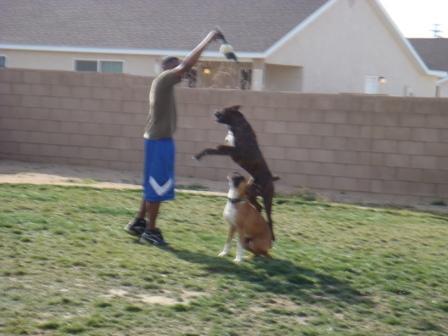 Rocky and Duke