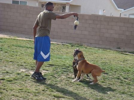 Rocky and Duke