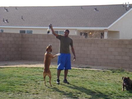 Rocky and Duke